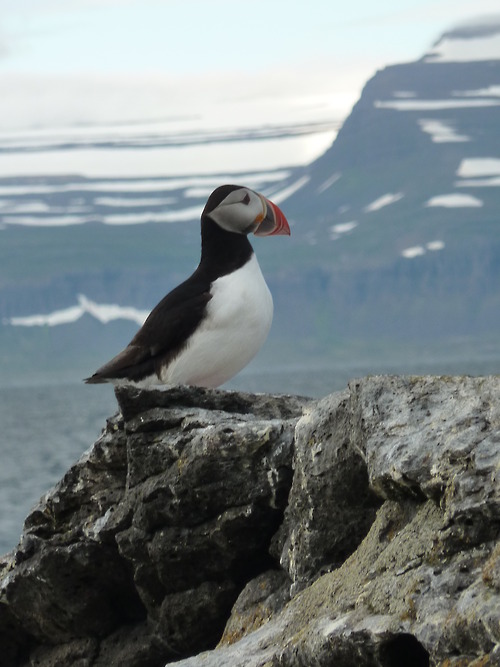 パフィン アイスランドの海鳥 世界の自然を旅する会