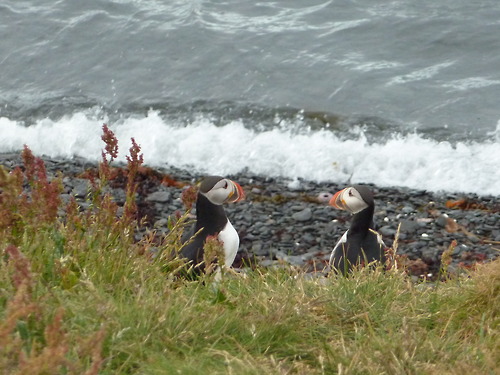 パフィン アイスランドの海鳥 | 世界の自然を旅する会